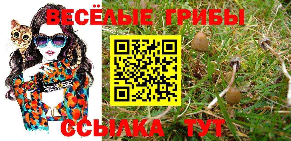 Псилоцибиновые грибы Psilocybine cubensis Можга